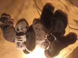 Chiots Bergers Américains Miniatures LOF à réserver