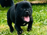 Chiots Staffordshire Bull Terriers LOF à réserver