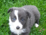 Chiots Border Collie bleu merle, bleu et blanc et gris merle à vendre