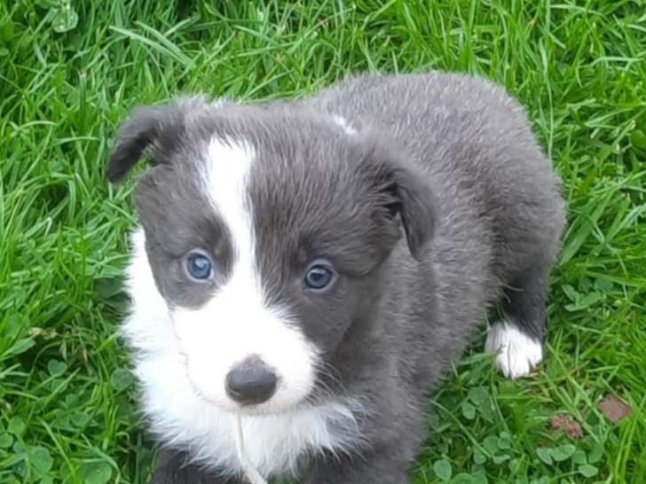 Chiots Border Collie bleu merle, bleu et blanc et gris merle à vendre