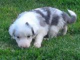 Chiots Border Collie bleu merle, bleu et blanc et gris merle à vendre
