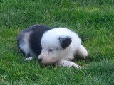 Chiots Border Collie bleu merle, bleu et blanc et gris merle à vendre