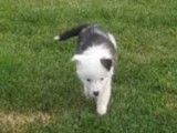 Chiots Border Collie bleu merle, bleu et blanc et gris merle à vendre