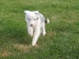 Chiots Border Collie bleu merle, bleu et blanc et gris merle à vendre