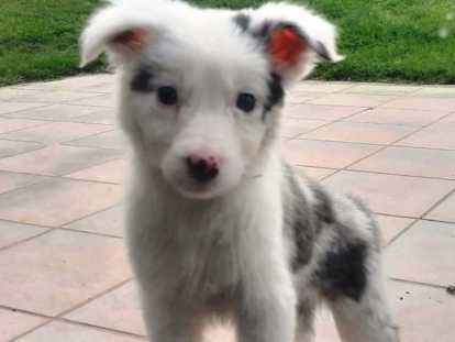 Chiots Border Collie bleu merle, bleu et blanc et gris merle à vendre