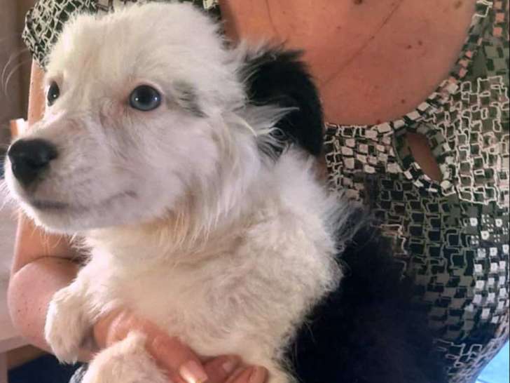 Chiots Border Collie bleu merle, bleu et blanc et gris merle à vendre
