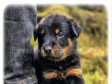 Chiots Beaucerons LOF à vendre