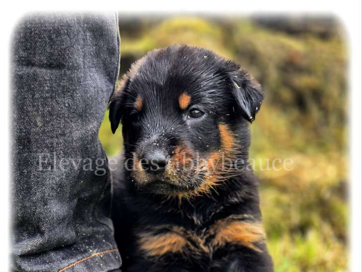 Chiots Beaucerons LOF à vendre