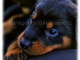 Chiots Beaucerons LOF à vendre