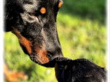 Chiots Beaucerons LOF à vendre