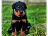 Chiots Beaucerons LOF à vendre