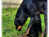 Chiots Beaucerons LOF à vendre