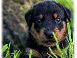 Chiots Beaucerons LOF à vendre
