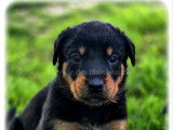 Chiots Beaucerons LOF à vendre