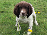 Chiot English Springer LOF à vendre