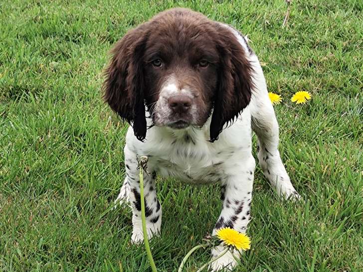 Chiot English Springer LOF à vendre