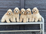 Adorables Cockers Américains blonds à vendre