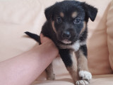 Chiots Berger Allemand croisés Berger Australien à vendre