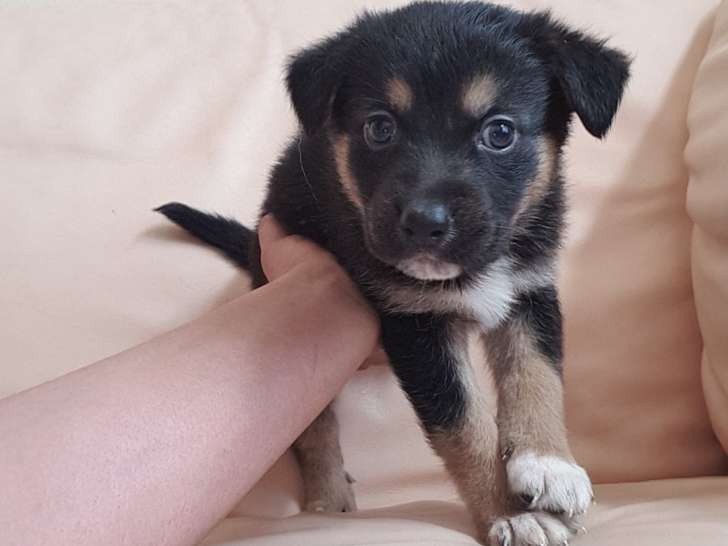 Chiots Berger Allemand croisés Berger Australien à vendre