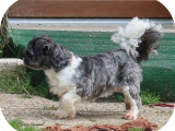 Chien adulte de race Shih Tzu Mâle à vendre