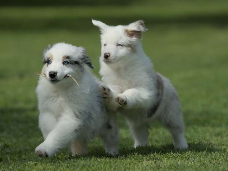 Apache, mâle bleu et Arkange, femelle rouge merle