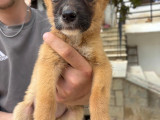 Chiquita, chiot femelle à adopter