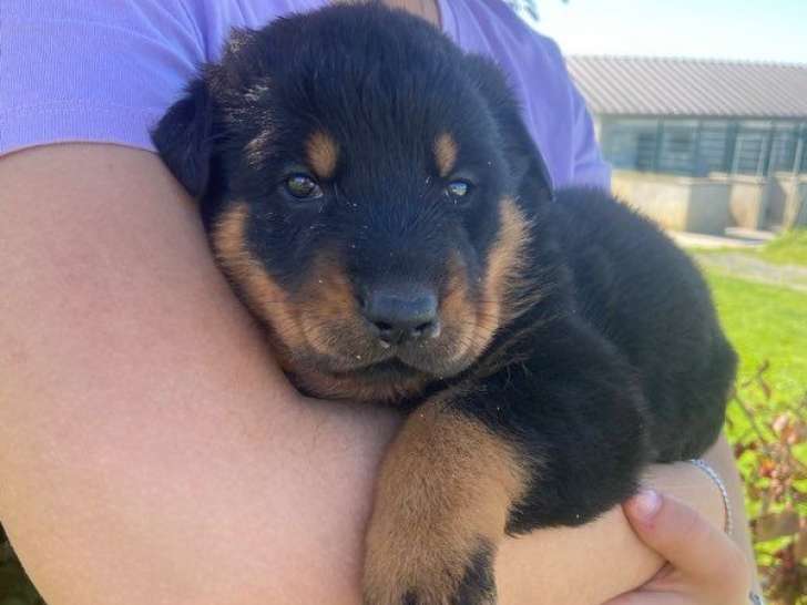 À réserver 2 chiots femelles Beaucerons noir et feu LOF