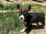 Chilli, chiot femelle à adopter