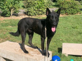 Chien Berger Hollandais LOF de 2 ans à vendre