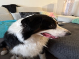 Magnifique mâle Berger Australien LOF disponible pour saillie
