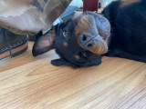 Jeune chienne de type Rottweiler à vendre