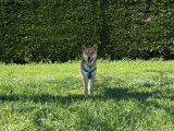 Cherche femelle Shiba Inu pour saillie