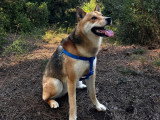 Cherche femelle Shiba Inu pour saillie