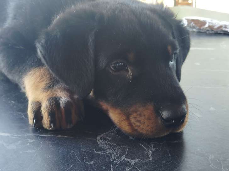 Chiots de race Beauceron à vendre (1 femelle & 3 mâles)