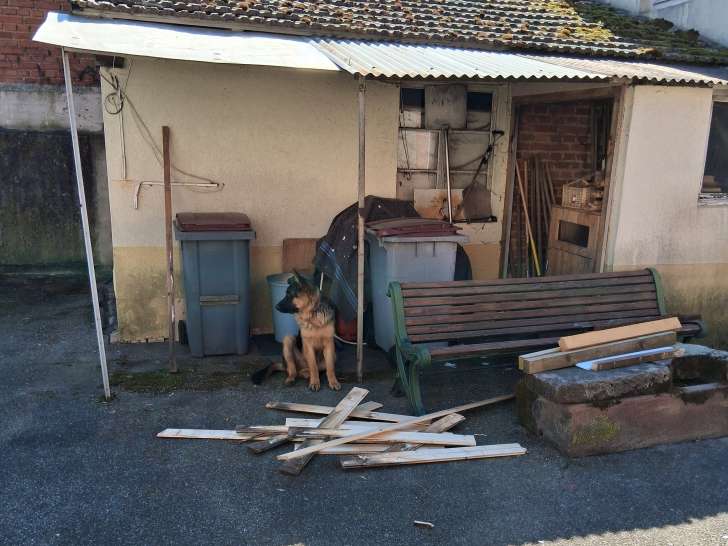 Chiot mâle Berger Allemand à vendre