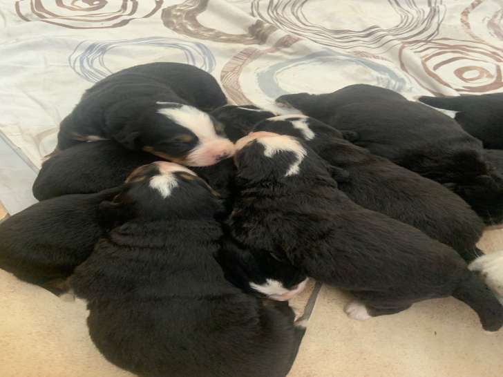 Chiots Bouvier Bernois à réserver