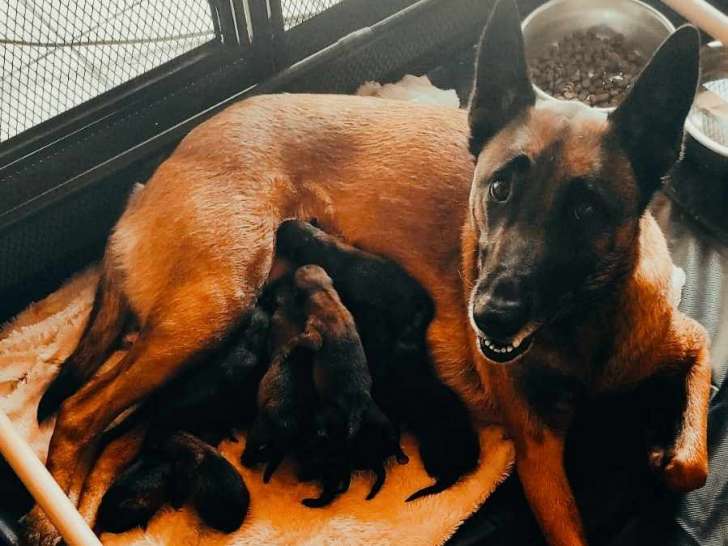 Chiots Berger Belges Malinois LOF à vendre