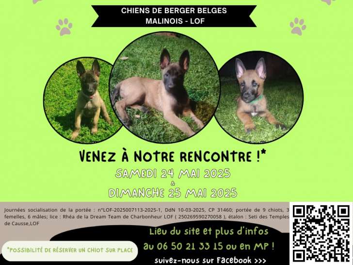 Chiots Berger Belges Malinois LOF à vendre