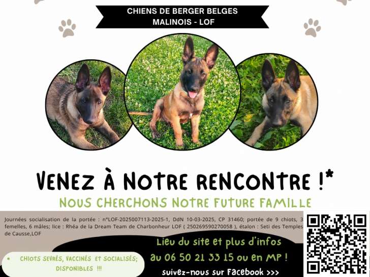 Chiots Berger Belges Malinois LOF à vendre