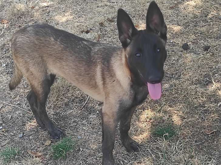 Chiot femelle / Berger Belge Malinois LOF / à vendre