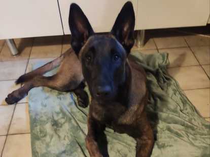 Chiot mâle / Berger Belge Malinois LOF / à vendre
