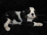 Chiot Cavaliers King Charles tricolores à vendre