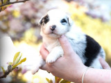 5 chiots Bergers Australiens LOF à réserver