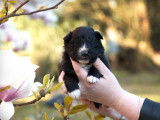 5 chiots Bergers Australiens LOF à réserver
