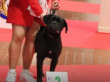 Chiot femelle Cane Corso LOF disponible à la vente
