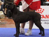 Chiot femelle Cane Corso LOF disponible à la vente