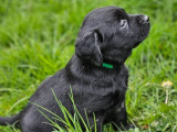 6 chiots Labrador Retrievers chocolat à réserver (LOF)