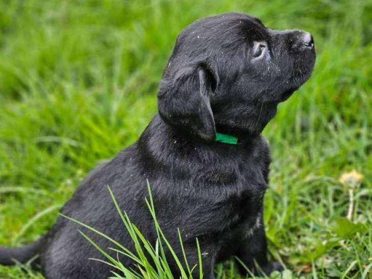 6 chiots Labrador Retrievers chocolat à réserver (LOF)