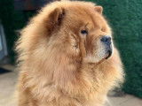 Chiots Chow Chow à vendre