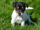 2 chiots Jack Russell Terriers disponibles à la réservation (LOF)